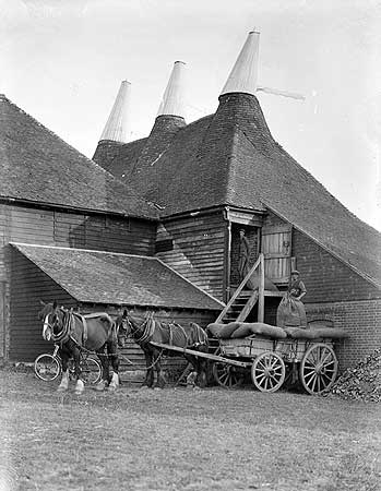 Dried hops being collected from the Oast House at Great Dixter and loaded onto a horse and cart